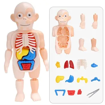 Šolski Pribor Organ Sestavljeni Igrača Človeško Telo Lutka Človeški organ Model Izobraževalne Učenje, učni pripomoček Izobraževalne Igrače